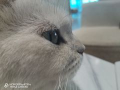 -藏猫猫咖啡主题馆(中央大道店)