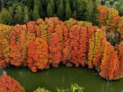 -中国科学院华南植物园
