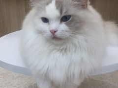 -瞄一喵猫咖(格力海岸店)