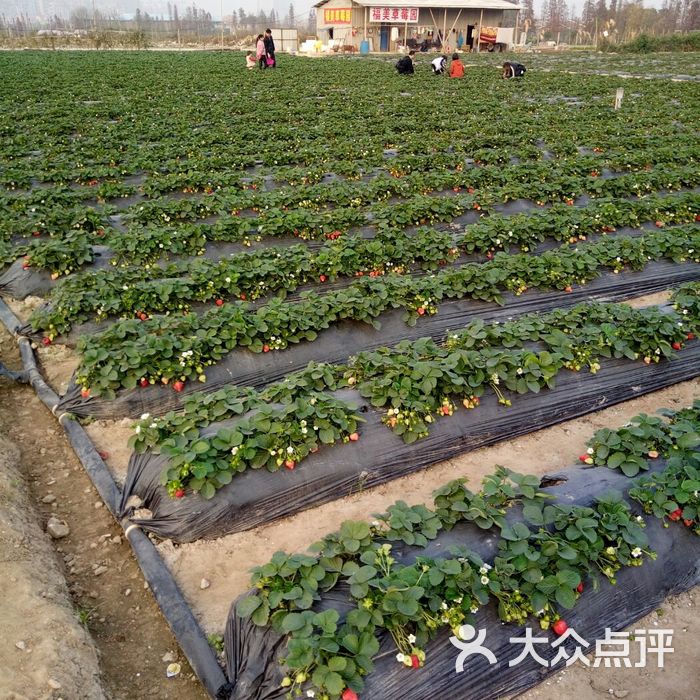 重庆草莓采摘基地图片