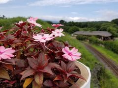-济州森林小火车生态公园