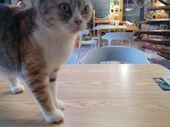 -豆逗聊愈猫阁Easy Life