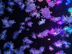 -海合安成都极地海洋公园