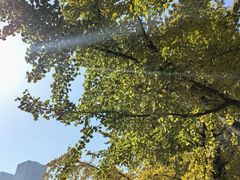 -陆家嘴中心绿地