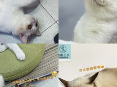 -Heymao猫咖.咖啡厅(东门店)