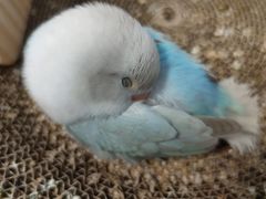 -吉丁鸟咖·异宠·寄养
