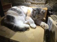 -猫色咖啡·猫咖