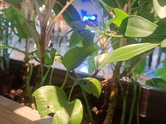 -茶港·点心·啫啫煲(王府井店)