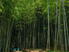 -杭州植物园