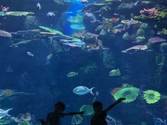 -暹罗海洋世界