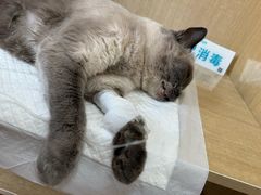 -北京观赏动物医院·24小时大型综合·猫专科·异宠专科