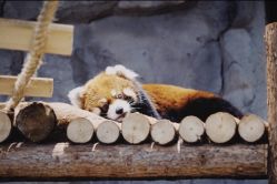 -Zoolung Zoolung动物主题公园(海信广场店)