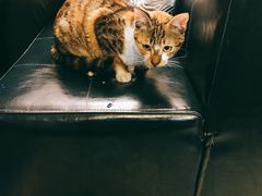 -疆里疆外·和田烤肉·清真