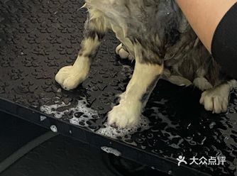 今天终于抽出了时间带着崽崽去他喵生中的第一次洗澡澡