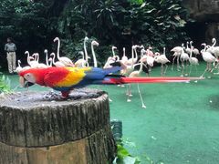 -新加坡飞禽公园