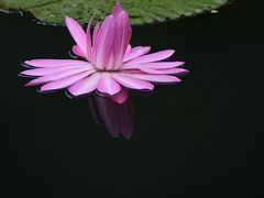 -新加坡植物园