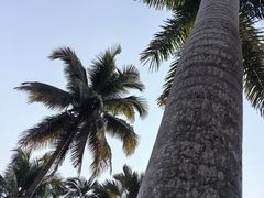 -西双版纳傣族园