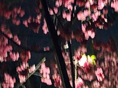 -洛龙公园