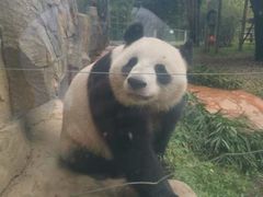 -贵州森林野生动物园
