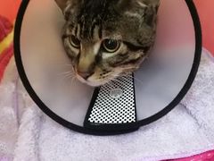 -伟伟宠物医院·CT影像中心·瑞派犬猫综合性门诊(汉口总院)