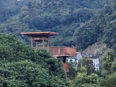 -银湖山郊野公园-相思林