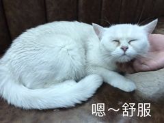 -猫小院猫主题餐厅(三里屯店)