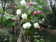 -必胜客(吾悦国际广场店)