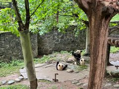 -都江堰中华大熊猫苑