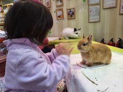 -宠物兔专门店(天丰利市场店)