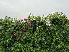 -金银湖国家城市湿地公园