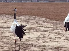 -盐城丹顶鹤湿地生态旅游区