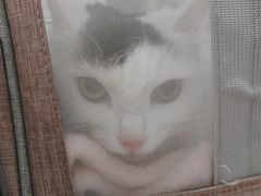 -谐和贝康宠物医院24小时·宠保定点(急重症转诊中心)