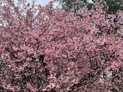 -铁山坪森林公园