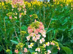 -中国天府农业博览园