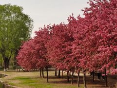 -石家庄市植物园