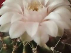 -中环花鸟鱼虫市场