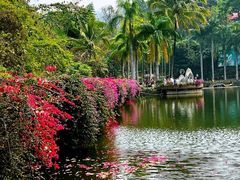 -西双版纳原始森林公园