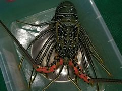 -QQ海鲜餐厅