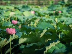 -南通濠河风景名胜区