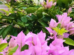 -深圳市中科院仙湖植物园