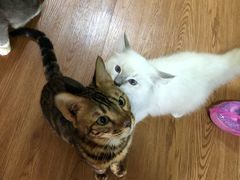 -李小姐の猫咖啡馆(五角场店)