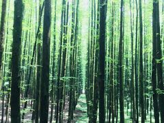 -山王坪喀斯特国家生态公园