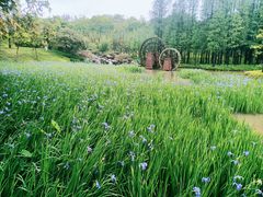 -佛冈森波拉度假区