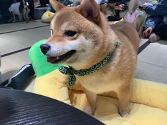 -逗柴咖啡屋·狗咖猫咖宠物桌游