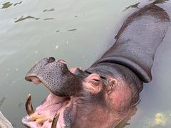 -青岛森林野生动物世界