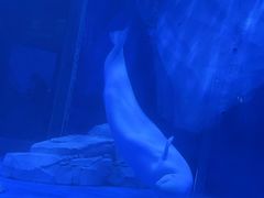 -上海海昌海洋公园-冰山北极馆