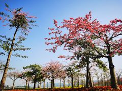 -芒洲湿地公园
