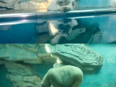-泉城欧乐堡海洋极地世界