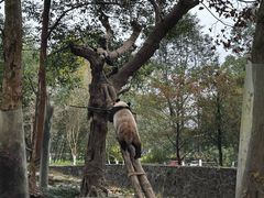 -都江堰中华大熊猫苑