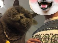 -海边的猫和咖啡馆